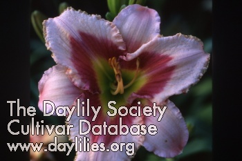 Daylily Rhodolite Prism